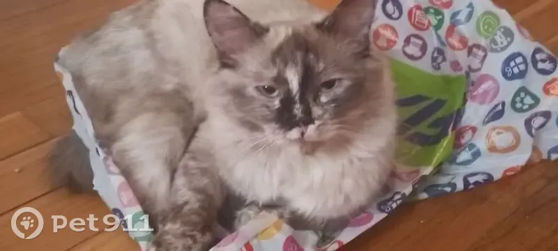 Пропала кошка, к1512, Зеленоград - молоденькая, меньше года - photo