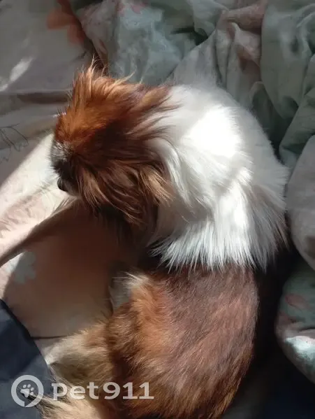 Пропала собака, Комсомольская улица, 27, Улан-Удэ - коричневая и белая - photo