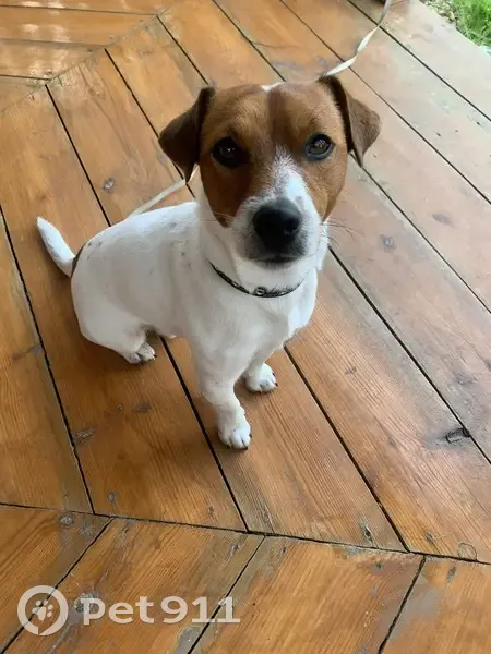 Пропала собака, улица Островского, Невьянск - белый с коричневыми головой и хвостом - photo