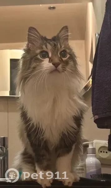 Пропал кот, 1-й Амурский проезд, 29, Саратов - пугливый, нет одного верхнего клыка - photo