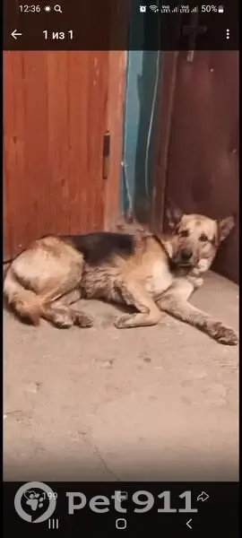 Пропал собака, Станкозаводская улица, 14/2, городской округ Рязань - овчарка с шрамом под глазом - photo