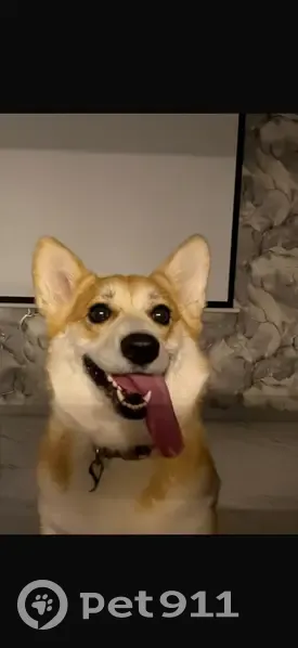 Пропала собака, Кооперативная улица, 96А, Столбище - корги, рыжая, без хвостика - photo