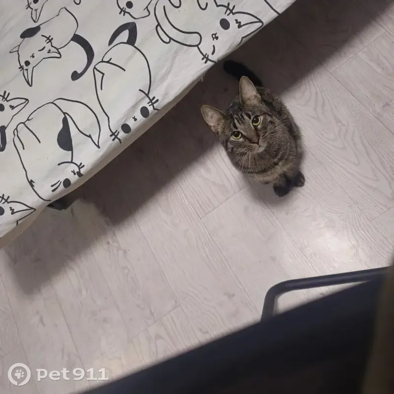 Пропал кот, Снежинск - белый ошейник с красными сердечками - photo