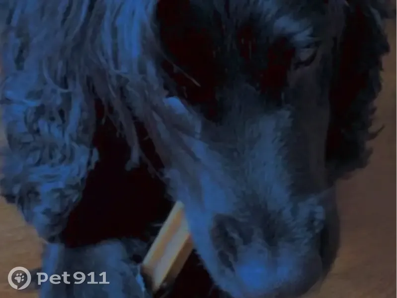 Пропала собака, улица Работниц, 8А, Волхов - полностью черный, 13 лет - photo