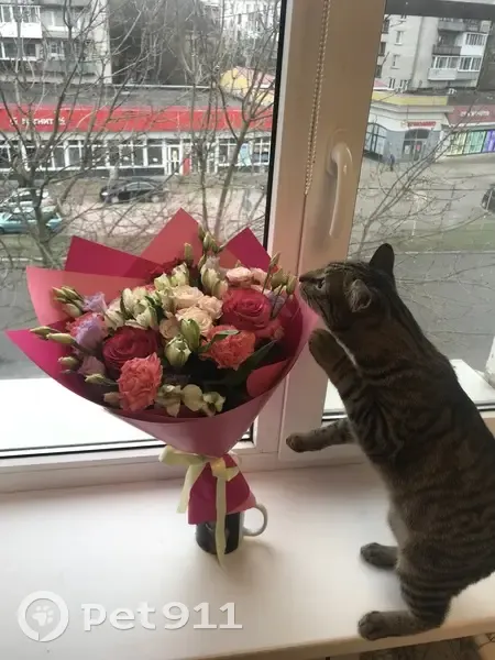 Пропал кот, Большой бульвар, 17, Кингисепп - серый тикированный, откликается на имя Хай - photo