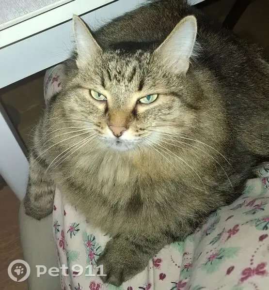 Пропал кот, улица Тугарова, Елабуга - пушистый - photo