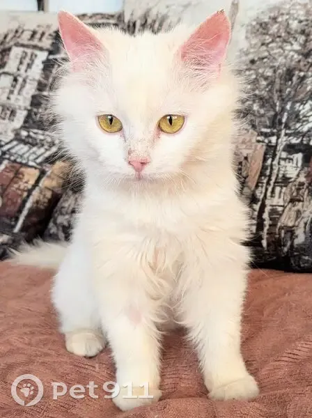 Пропала кошка, Портовая улица, 463, Ростов-на-Дону - белая, пушистая с залысинами на носу - photo