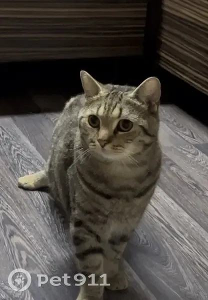 Пропал кот, Советская улица, 38, Сосново - хромает, зовут Дымок - photo