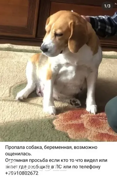 Пропала собака, Алейск - взрослая бигль, беременна - photo