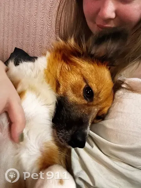 Пропала собака, Белая Калитва - рыженькая с белой грудкой и черными ушками - photo