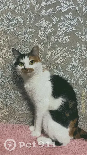 Пропала кошка, улица Фурманова, 8, Хабаровск - photo