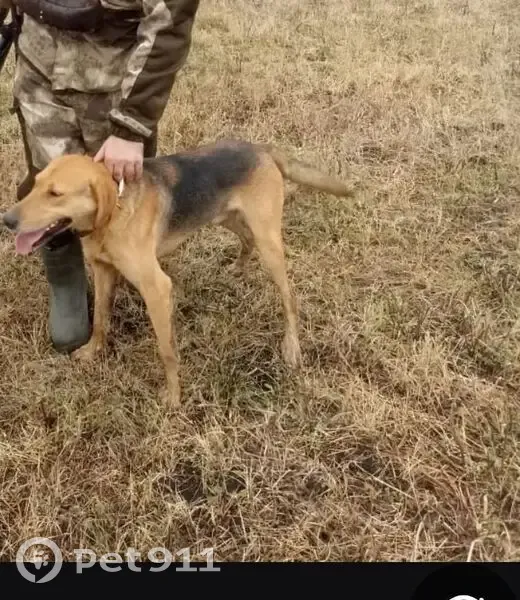 Пропал собака, Солнечная улица, 21, Бессоновка - оранжевый ошейник - photo