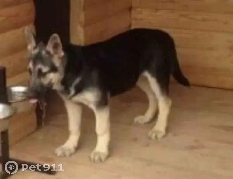 Пропал собака, Солнечная улица, 21, Бессоновка - немецкая овчарка с ошейником - photo