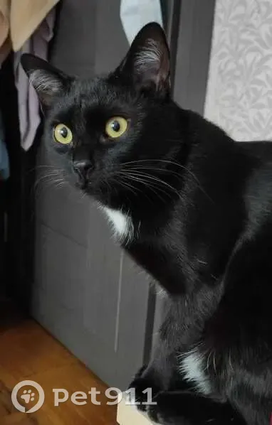 Пропал кот, Судостроительная улица, 14/16, Москва - черный с белым галстуком - photo