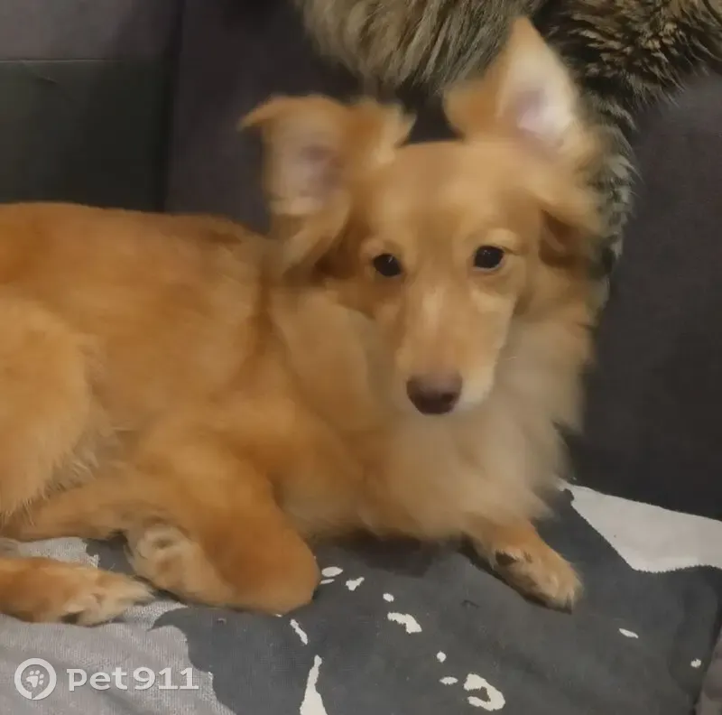 Пропал собака, улица Фрунзе, 17, городской округ Тольятти - рыженький, в цветной шлейке - photo