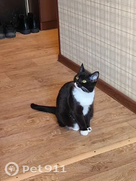 Пропала кошка, улица Прядченко, 193, Старый Оскол - черная с белыми носочками - photo