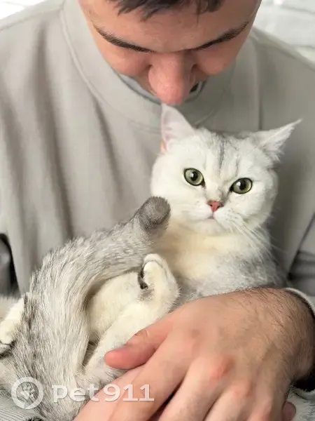 Пропал кот, улица Посконкина, 6, Котовск - британец, серебренная шиншилла - photo