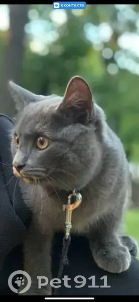 Пропал кот, 8 просека, санаторий Созвездие, Самара - серый с белыми пятнами - photo