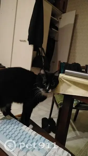 Пропала кошка, улица 50 лет ВЛКСМ, городской округ Сургут - пятнистая черно белая с розовым именным ошейником - photo