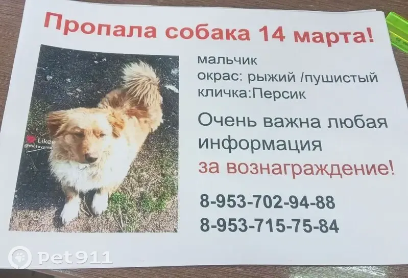 Пропал собака, Козьмодемьяновка - рыжий с белыми лапками и пушистым хвостом - photo