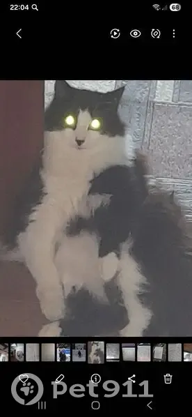 Пропал кот, Восточная улица, 20, Первомайское - черно-белый - photo