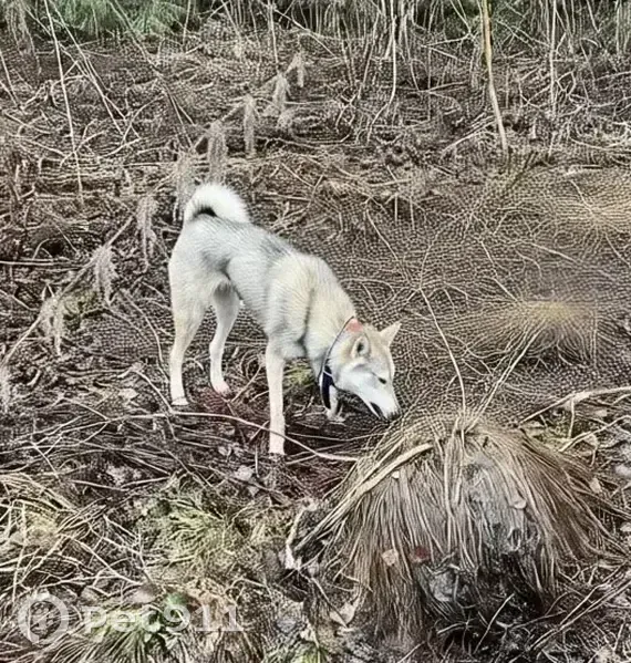 Пропала собака, Еловый переулок, 6, Краснокамск - серый окрас, очень подвижная - photo