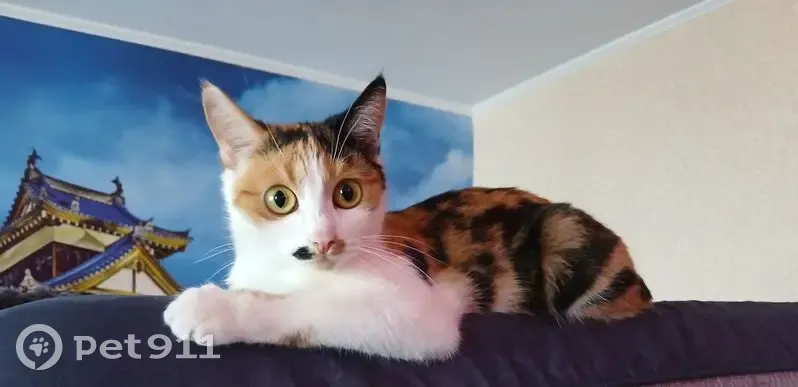 Пропала кошка, улица Крахмалёва, 6, Брянск - трехцветная с пятнышками - photo