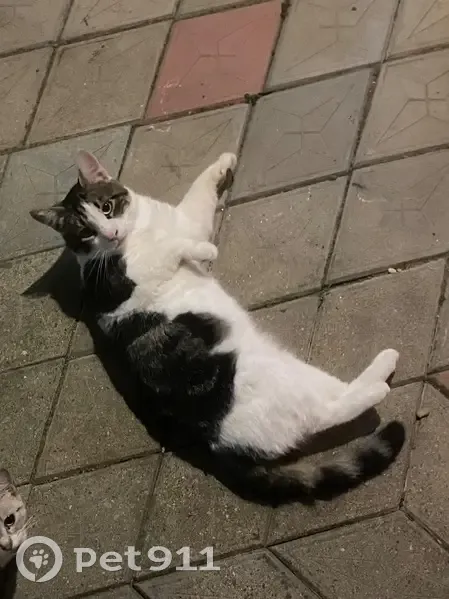 Пропал кот, Коммунистическая улица, 47, Туапсе - глухой, одно ушко белое - photo