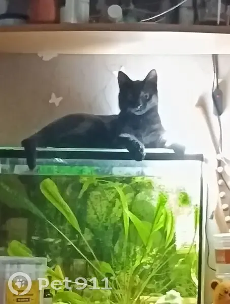 Пропал кот, улица Строителей, 16, Пермь - полностью чёрный, кастрирован - photo