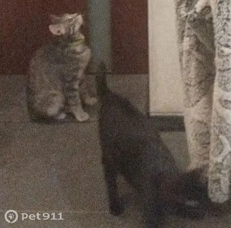 Пропала кошка, Подлядье - светло-серая с тёмным носом и жёлтыми глазами - photo