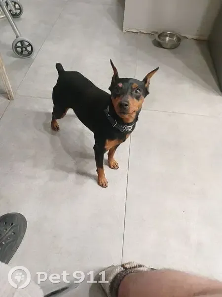 Пропал собака, улица Крупской, 68, Мысхако - доберман с кожаным ошейником - photo