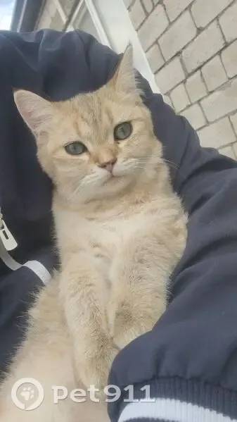 Пропал кот, улица Рабадана Нурова, 27, Махачкала - шиншилловый с жёлтым ошейником - photo