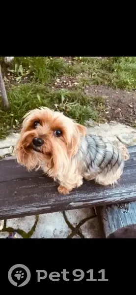 Пропала собака, женская, Республиканская улица, Рязанцево - рыжий окрас, 15 лет - photo