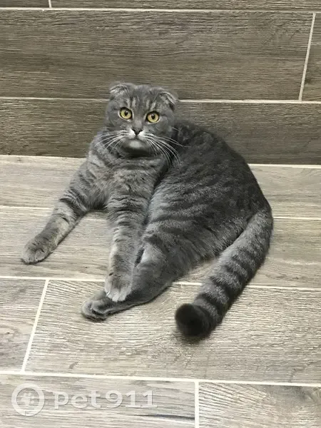 Пропала кошка, Садовая улица, 2А, Северо-Восточные Сады - вислоухая серая в полосочку - photo