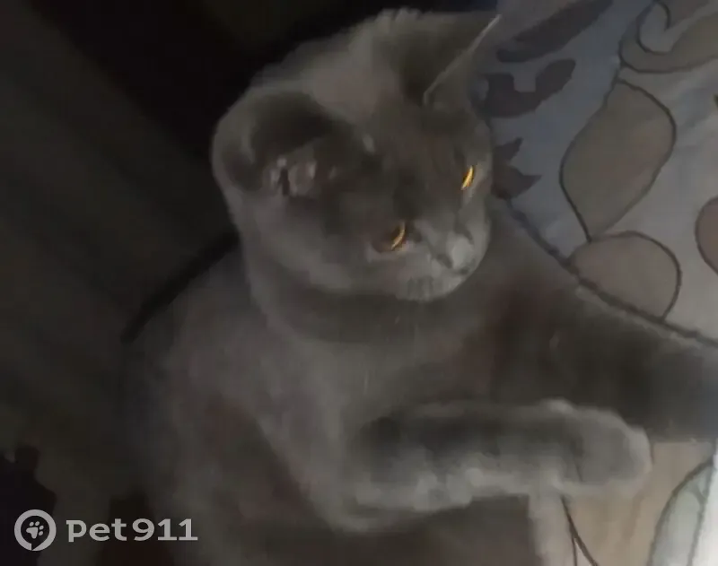 Пропала кошка, городской округ Липецк, Липецк - серый окрас и янтарные глаза - photo