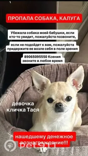 Пропала собака, женский пол, улица Вишневского, 23, Калуга - светло бежевый окрас - photo