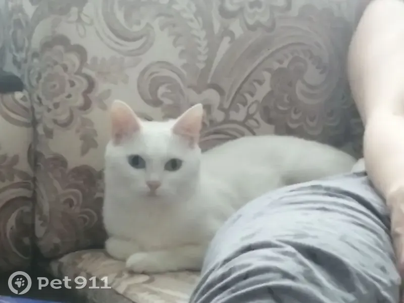 Пропала кошка, Чумаковская улица, городской округ Курск - белая с разным цветом глаз - photo