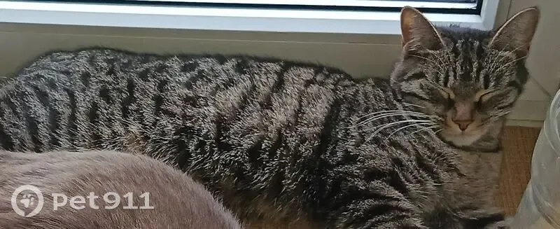 Пропала кошка, женская, полосатая, улица Ивана Шатрова, 10, Шарья - photo