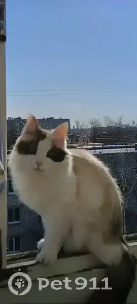 Пропала кошка, улица Благоева, 5, городской округ Тверь - светлая с голубыми глазами - photo