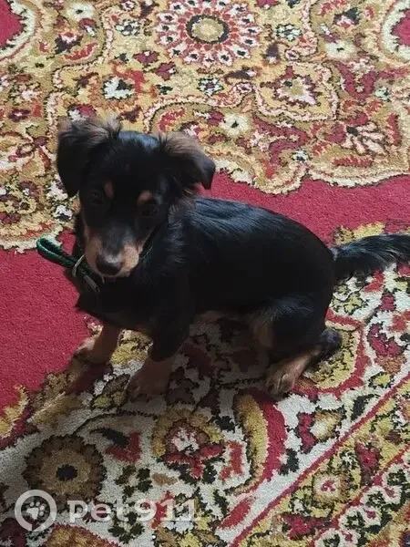 Пропал собака, Депутатская улица, Астрахань - черный с коричневыми пятнами - photo