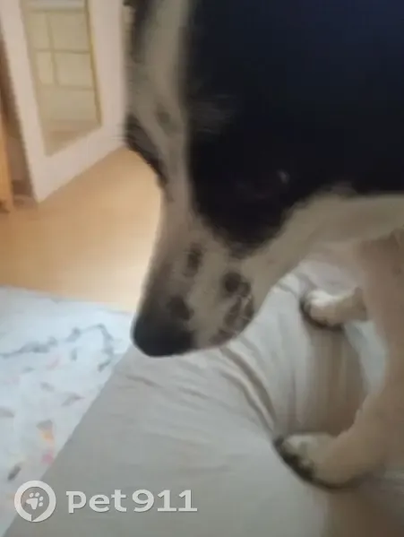 Пропала собака, улица Чапаева, 10, Челюскинский - белая с чёрными пятнышками - photo