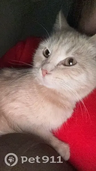 Пропала кошка, Каракумская улица, 104, Ростов-на-Дону - пугливая, но ласковая - photo