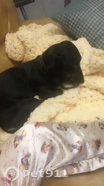 Пропал собака, проспект Ленина, 1, Томск - мальчик, 9 лет, очень ласковый - photo