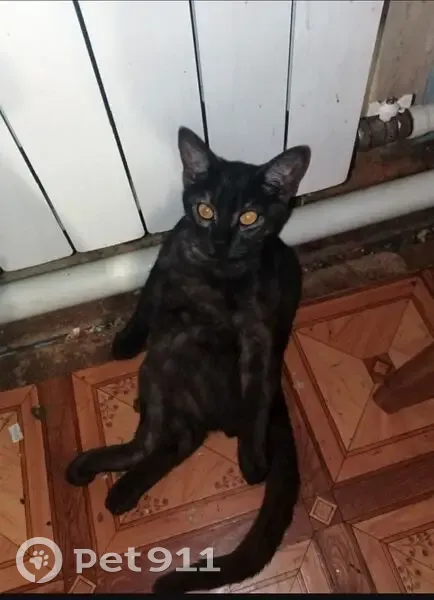 Пропал кот, улица Тимирязева, 31, Безенчук - карие глаза, полосатая спинка - photo