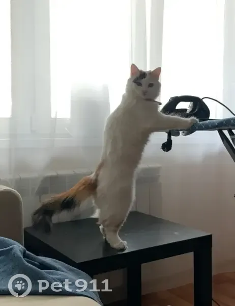 Пропала кошка, Альметьевск, Татарстан - белая с пятнышками, розовый ошейник - photo