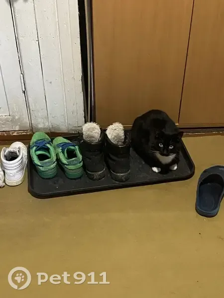 Пропала кошка, Мурманская улица, 29, Петрозаводск - черно-белая, ласковая - photo