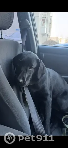 Пропала собака, улица Революции, Осинники - черный лабрадор девочка 6 месяцев - photo