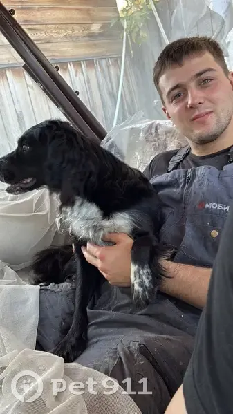 Пропал собака, Сысерть, Свердловская область - черная лохматая спаниелька - photo