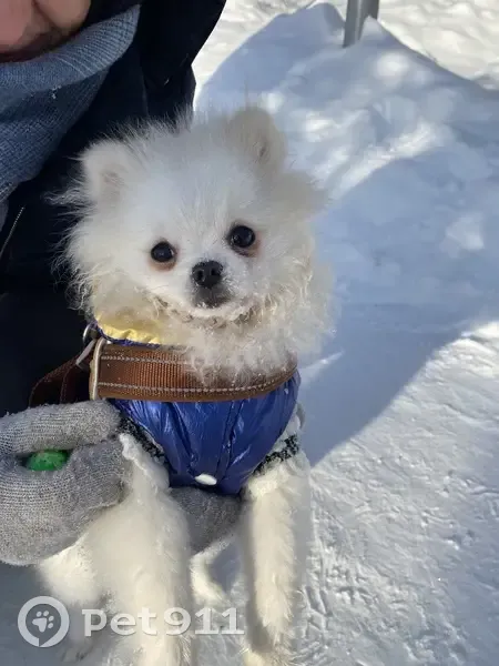 Пропал собака, Муксиново, Башкортостан - щенок порода шпиц - photo