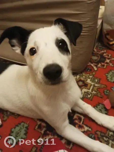 Пропала собака, Гаевка - белая с черными пятнами - photo